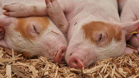 Creșterea porcului, o tradiție uitată! Cei mai mulți români vor avea în meniul de Crăciun carne adusă din străinătate